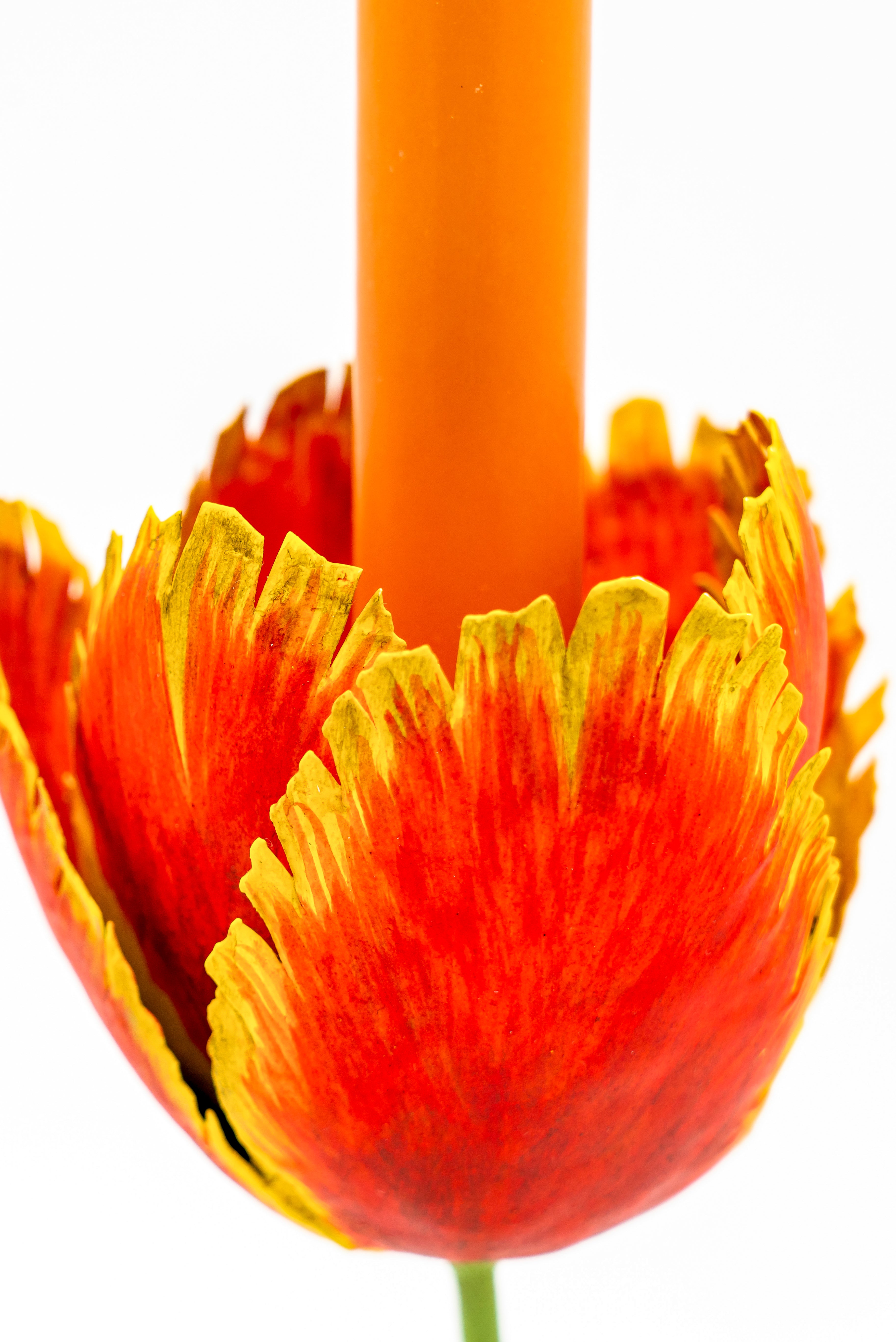 Close-up of medium tulip candleholder with orange candle, vibrant petals